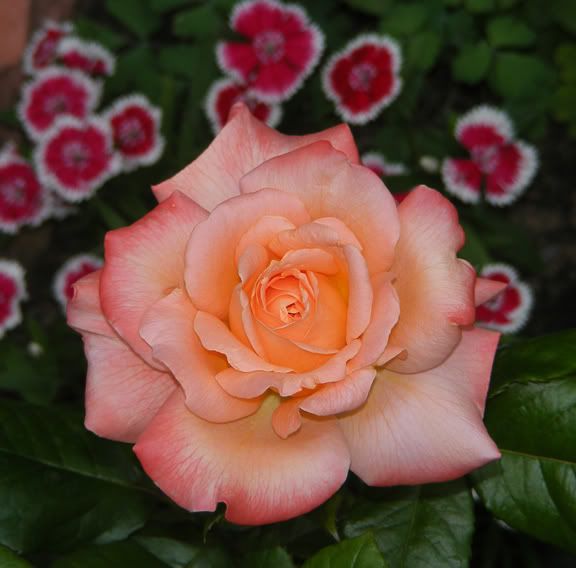 English Sonnet opening 3